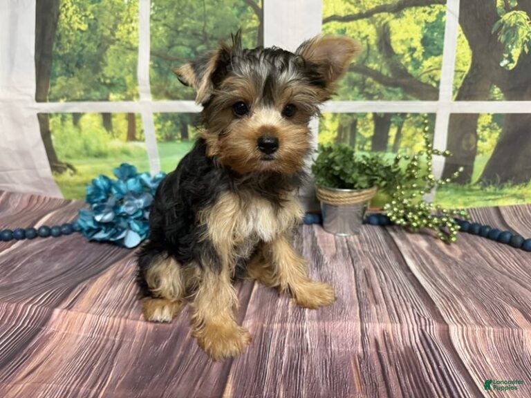 Biscuit (Yorkshire Terrier, Male) in Brighton, MO