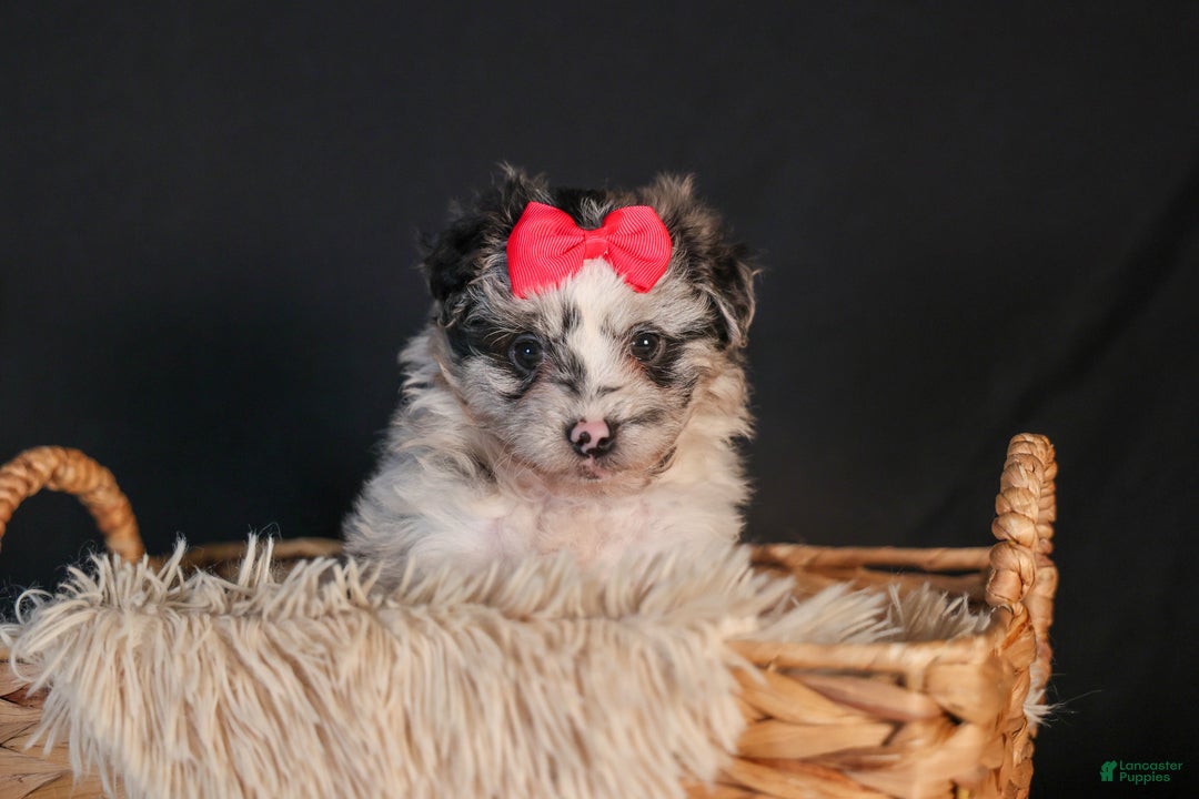 Mini Aussiedoodle dogs for sale: Gabby - Ad 8