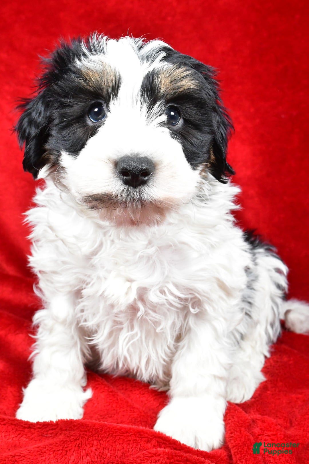 Mixed Breed dogs for sale: Thomas - Ad 1