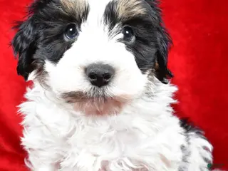 Mixed Breed dogs Thomas - Ad 23