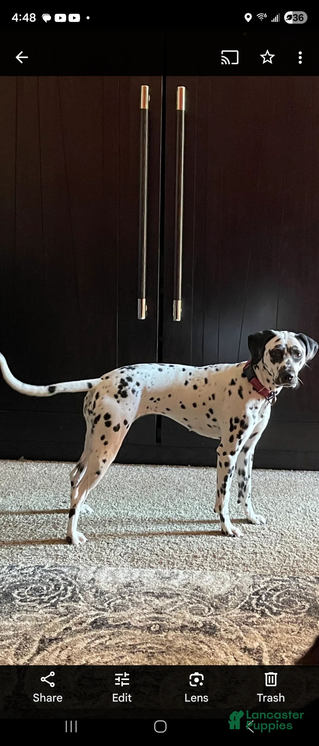 Dalmatian dogs for sale: Dalmatian Puppy 7 - Ad 2