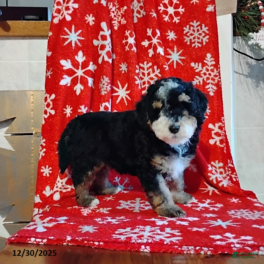 Mini Bernedoodle dogs for sale: Ranger - Ad 3