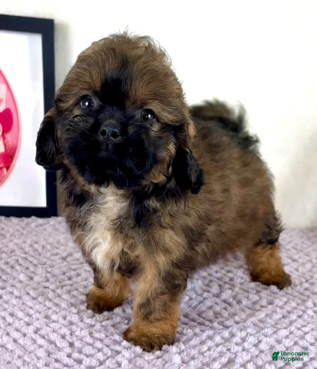 Shihpoo dogs for sale: Regina - Ad 2