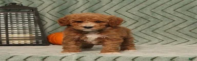 Gracie