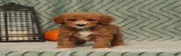 Miniature Poodle dogs for sale: Gracie - Ad 1