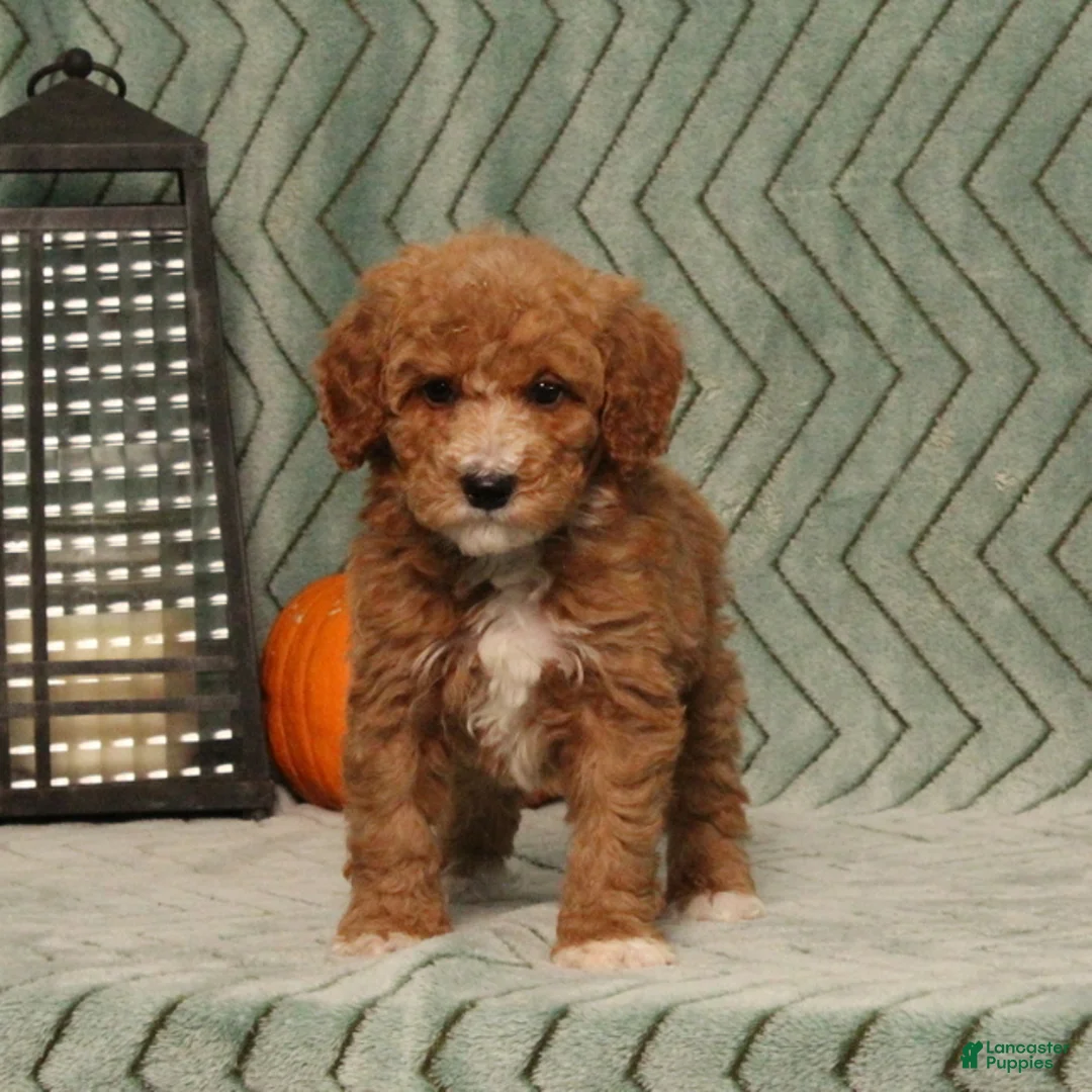 Miniature Poodle dogs for sale: Gracie - Ad 1