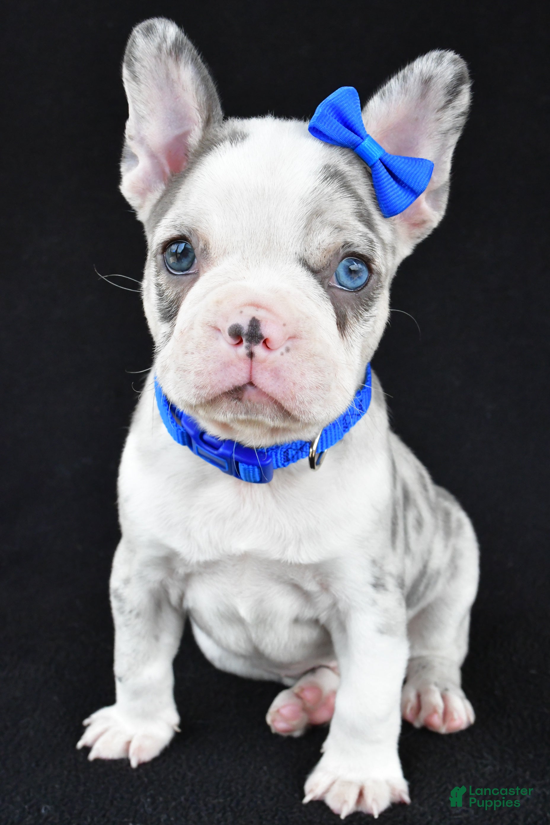 Frenchton dogs Dante - Ad 2