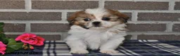 Shih Tzu dogs for sale: Karla - Ad 4