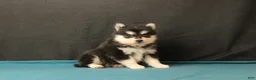 Pomsky dogs for sale: Silas - Ad 3
