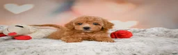 Toy Poodle dogs for sale: Haley - Ad 5