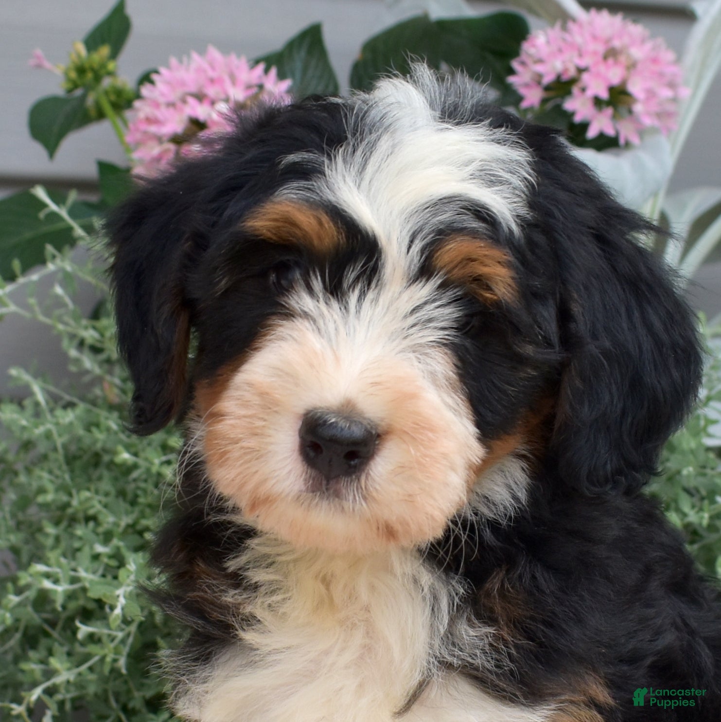 Mini Bernedoodle dogs Cedar - Ad 2