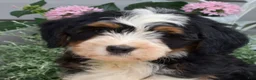Mini Bernedoodle dogs for sale: Cedar - Ad 2