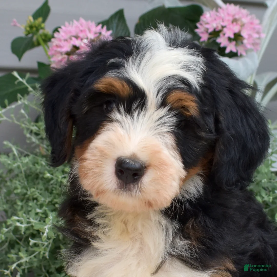 Mini Bernedoodle dogs for sale: Cedar - Ad 2