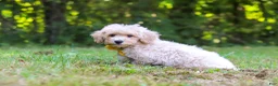 Bichpoo dogs for sale: Caleb - Ad 4