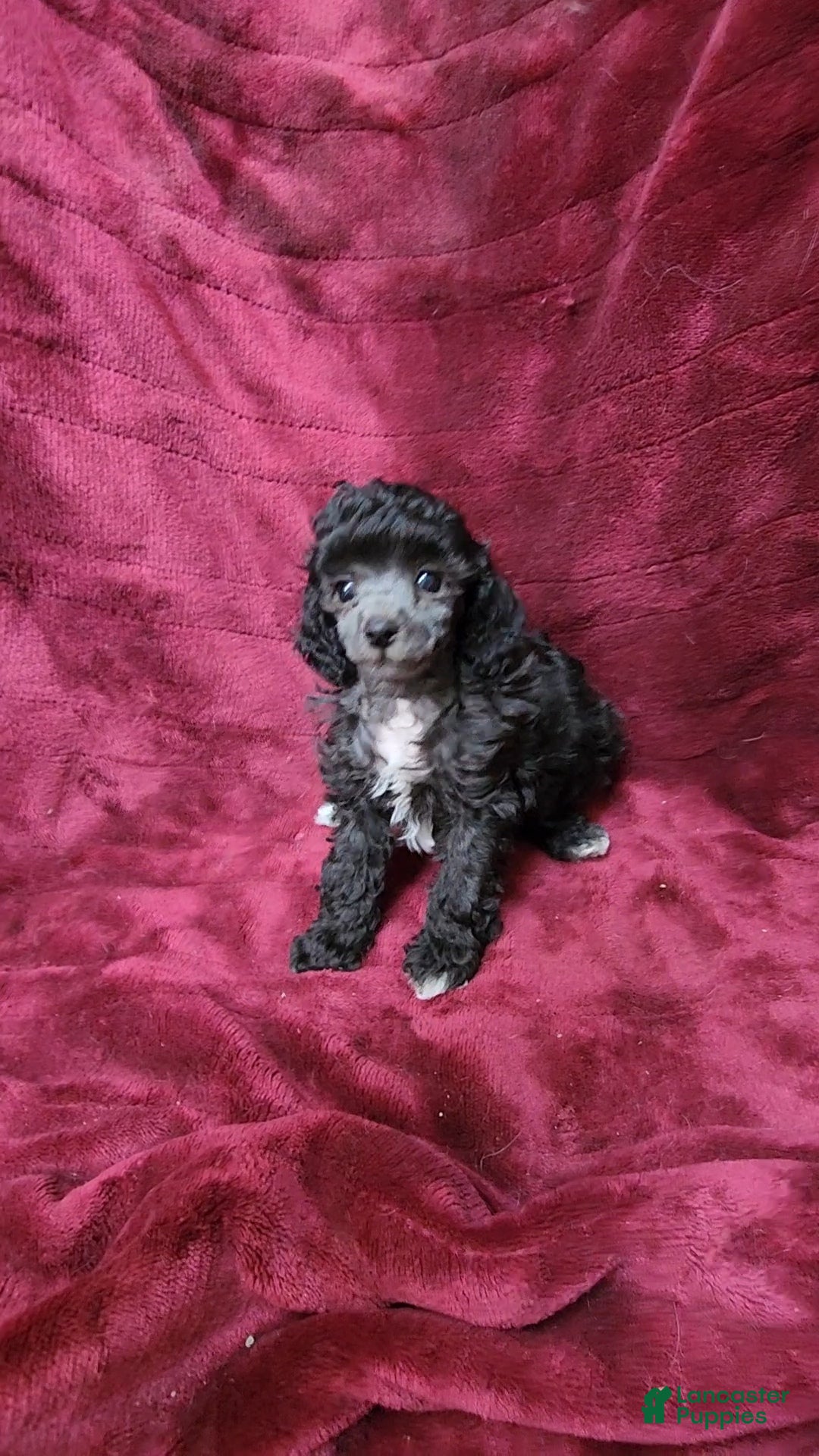 Toy Poodle dogs AKC Silver girl 2 - Ad 2