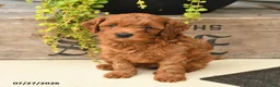 Cavapoo dogs for sale: Ivan - Ad 1