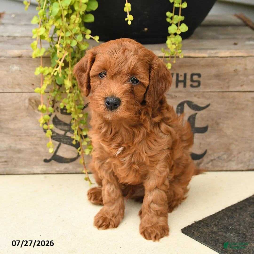 Cavapoo dogs for sale: Ivan - Ad 1