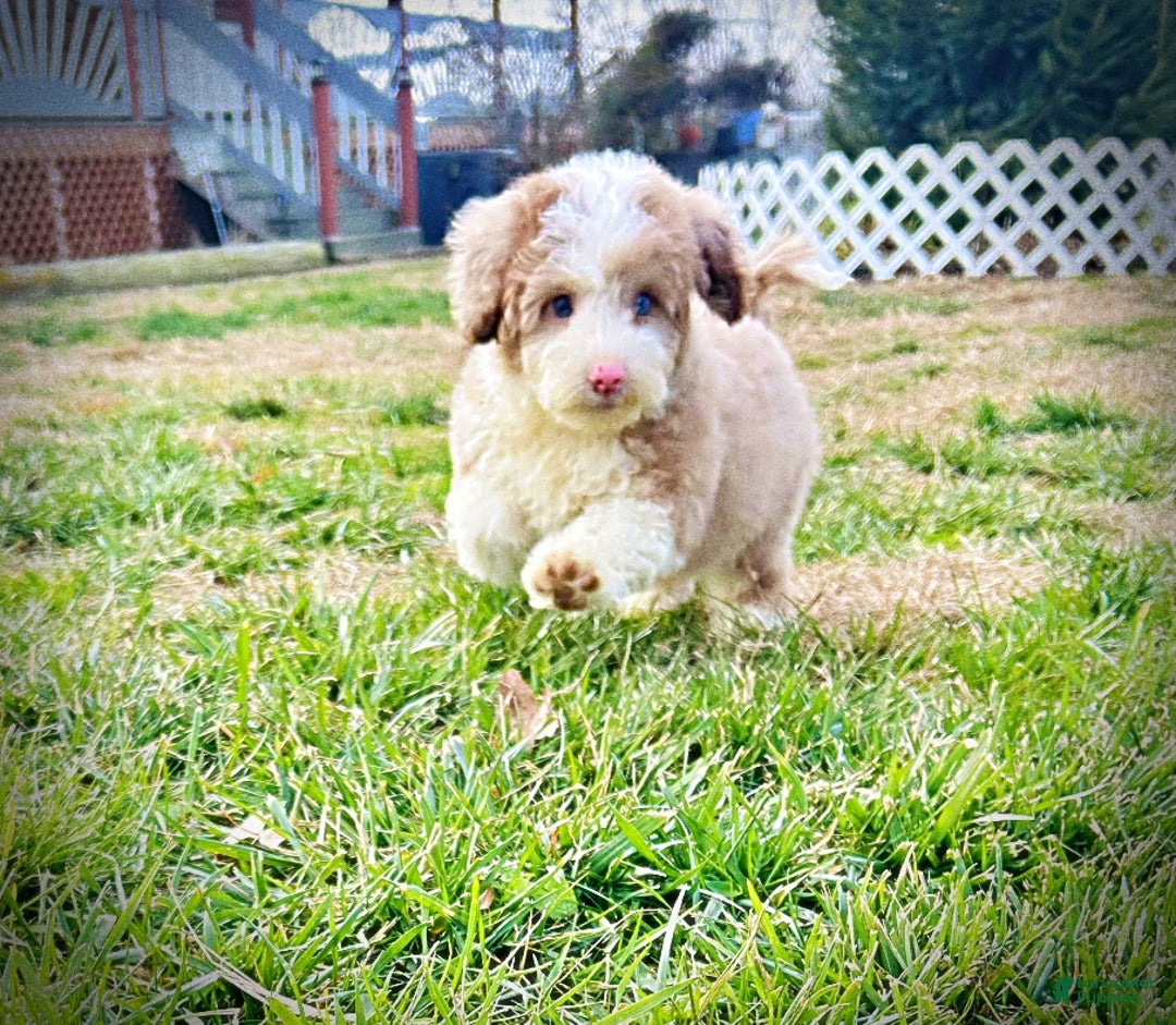 Havapoo dogs for sale: Webster - Ad 7