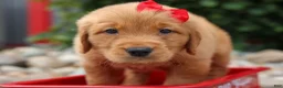 Golden Retriever dogs for sale: Quinton💙 - Ad 2