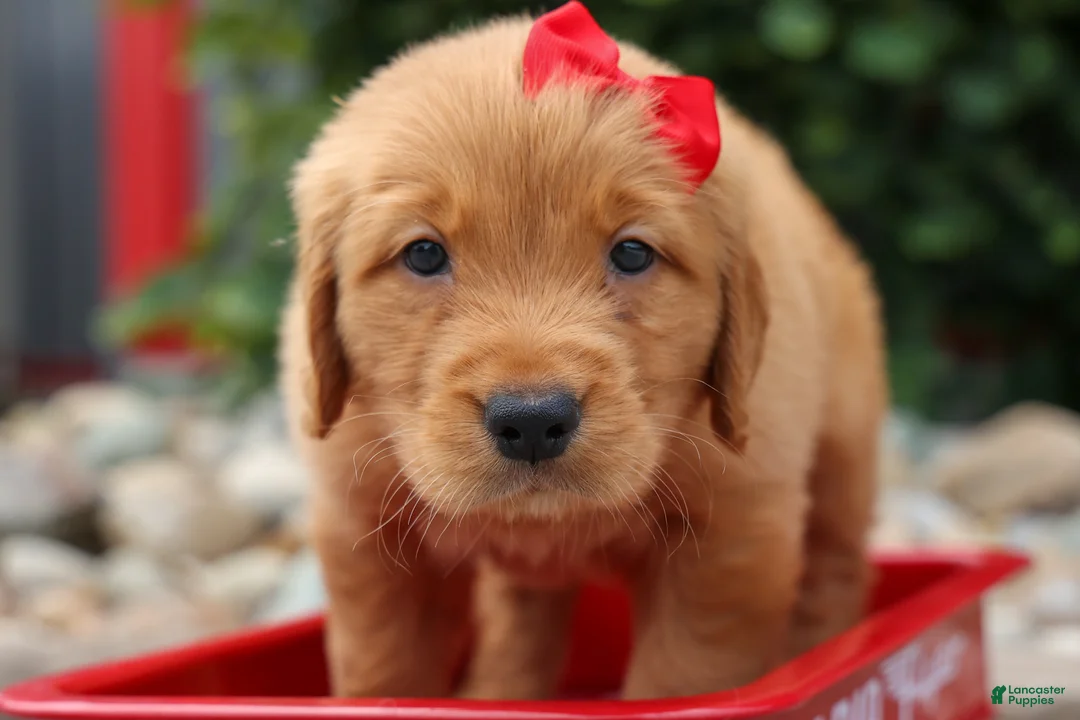 Golden Retriever dogs for sale: Quinton💙 - Ad 2