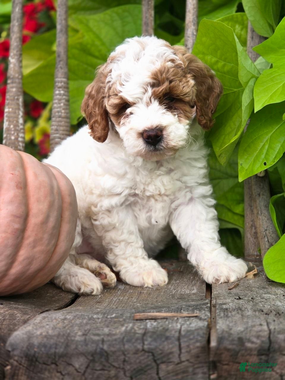 Mini Goldendoodle dogs Angel  - Ad 2