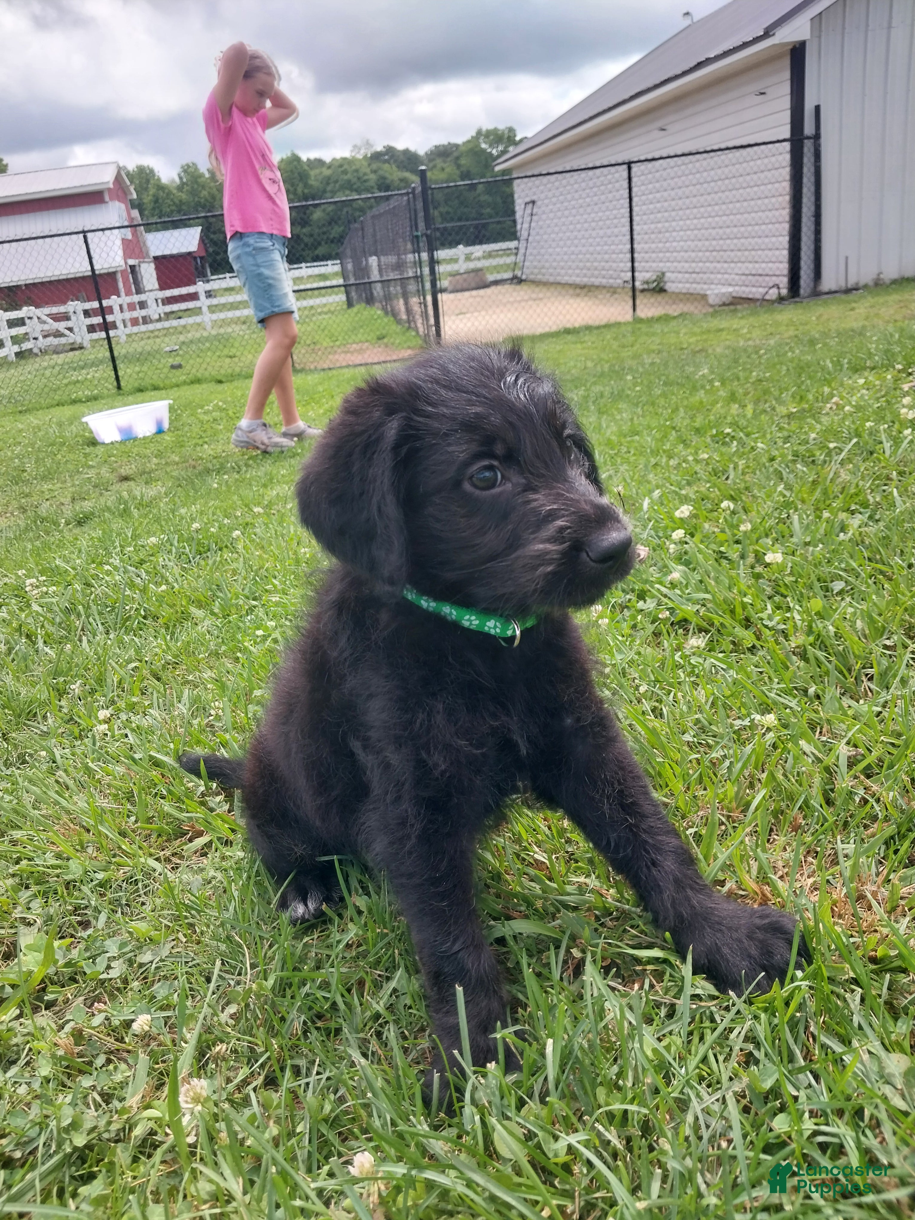 Labradoodle dogs for sale: Rusty - Ad 1