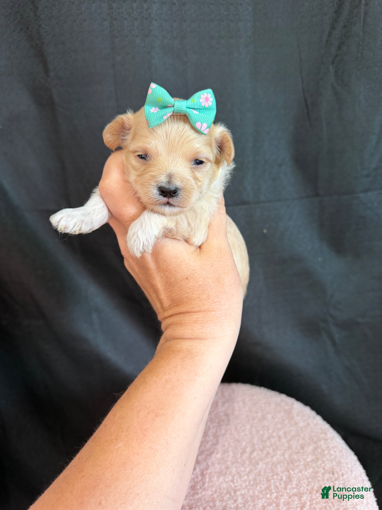 Maltipoo dogs for sale: Maltipoo! Turquoise Bow! - Ad 10