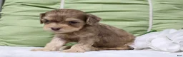 Cavapoo dogs for sale: Leif - Ad 3