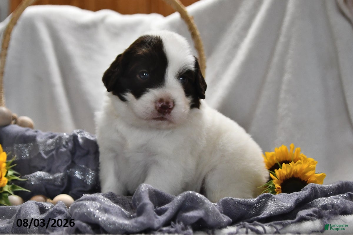 Portuguese Water Dog dogs for sale: Glen - Ad 1