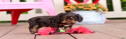Cocker Spaniel dogs for sale: Callie - Ad 6