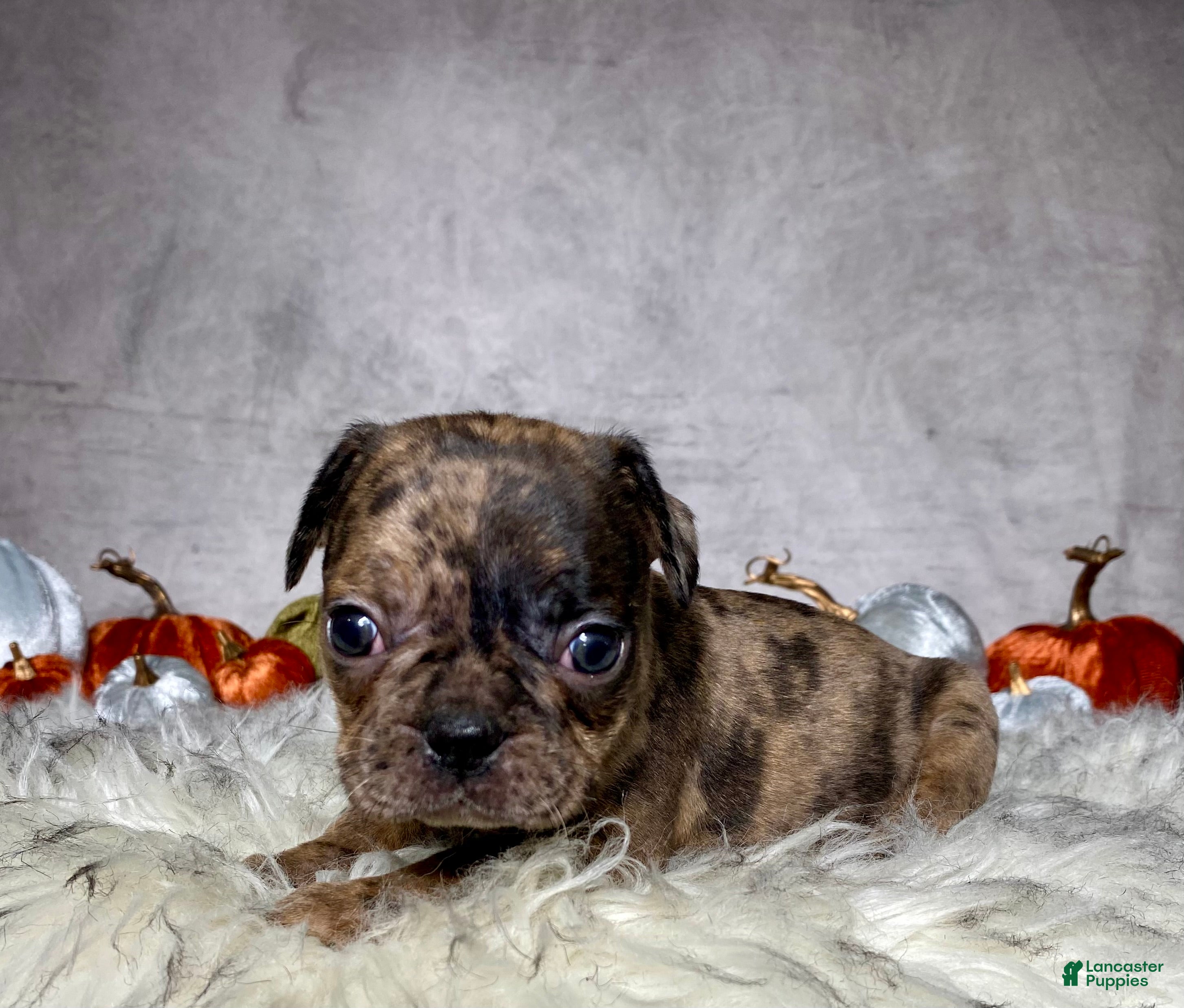 Mixed Breed dogs for sale: Miss Maisie  - Ad 2
