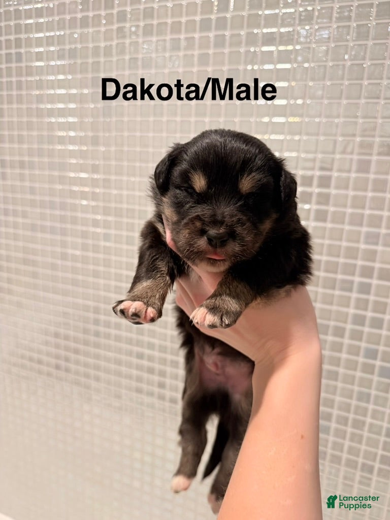 Australian Shepherd dogs Dakota - Ad 18