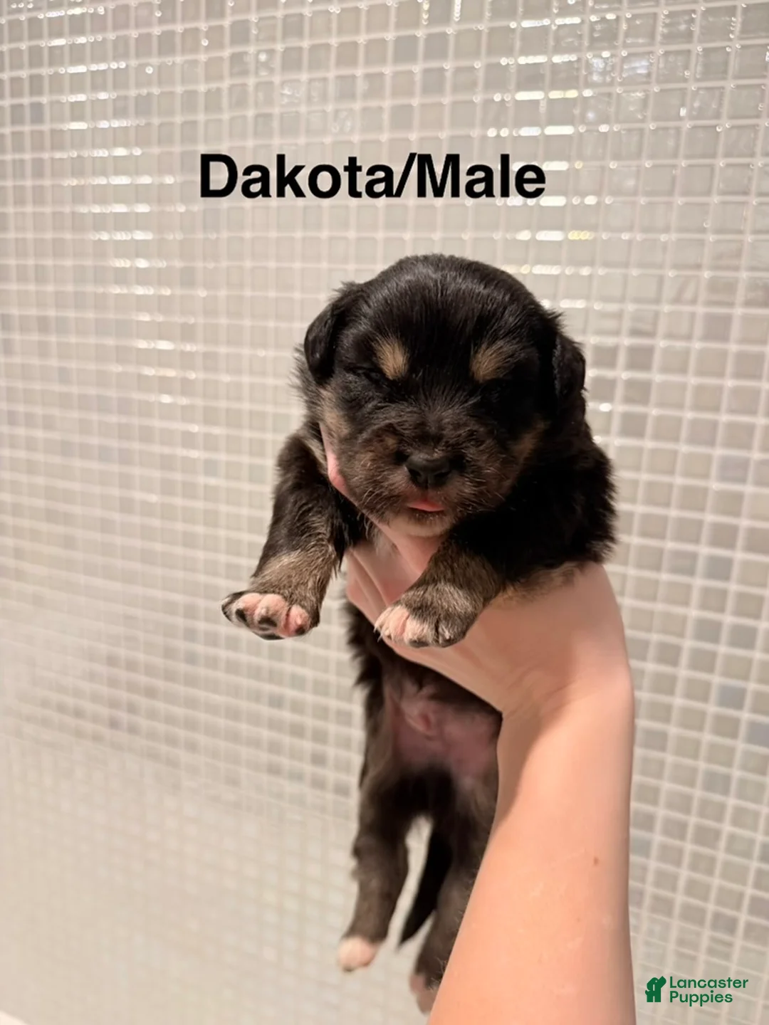 Australian Shepherd dogs for sale: Dakota - Ad 1