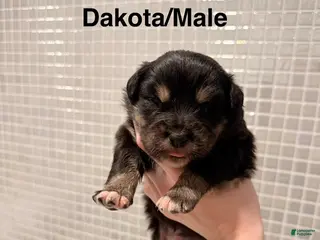 Australian Shepherd dogs Dakota - Ad 18