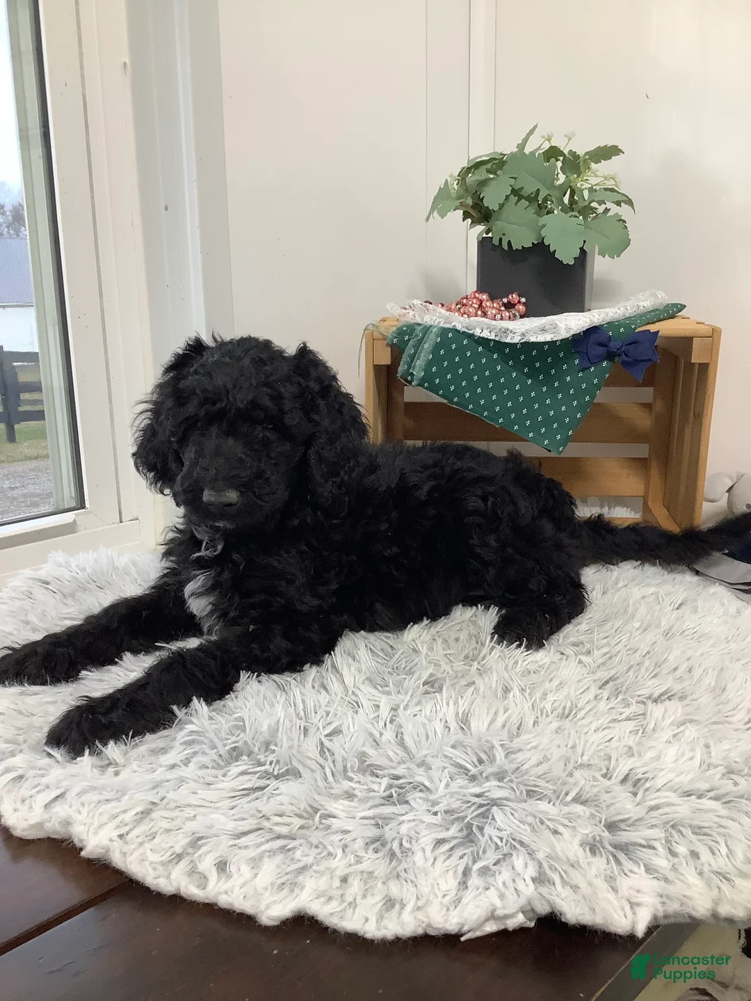 Goldendoodle dogs for sale: Fido Puppy 1 - Ad 5