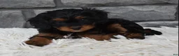 Cavapoo dogs for sale: Roxy - Ad 8