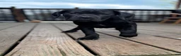 Cane Corso dogs for sale: LP - Ad 4