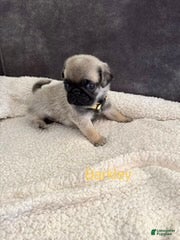 Pug dogs AKC, Barkley - Ad 1