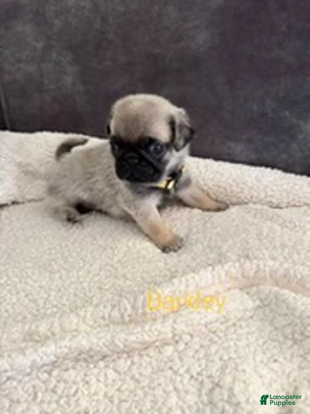 Pug dogs for sale: AKC, Barkley - Ad 1