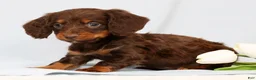 Miniature Dachshund dogs for sale: Frankie - Ad 7