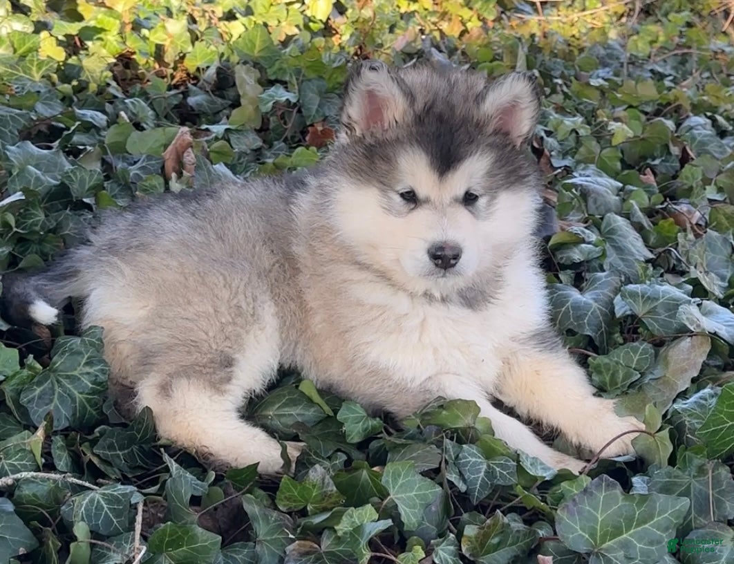 Alaskan Malamute dogs Tundra - Ad 6