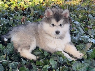 Alaskan Malamute dogs Tundra - Ad 6