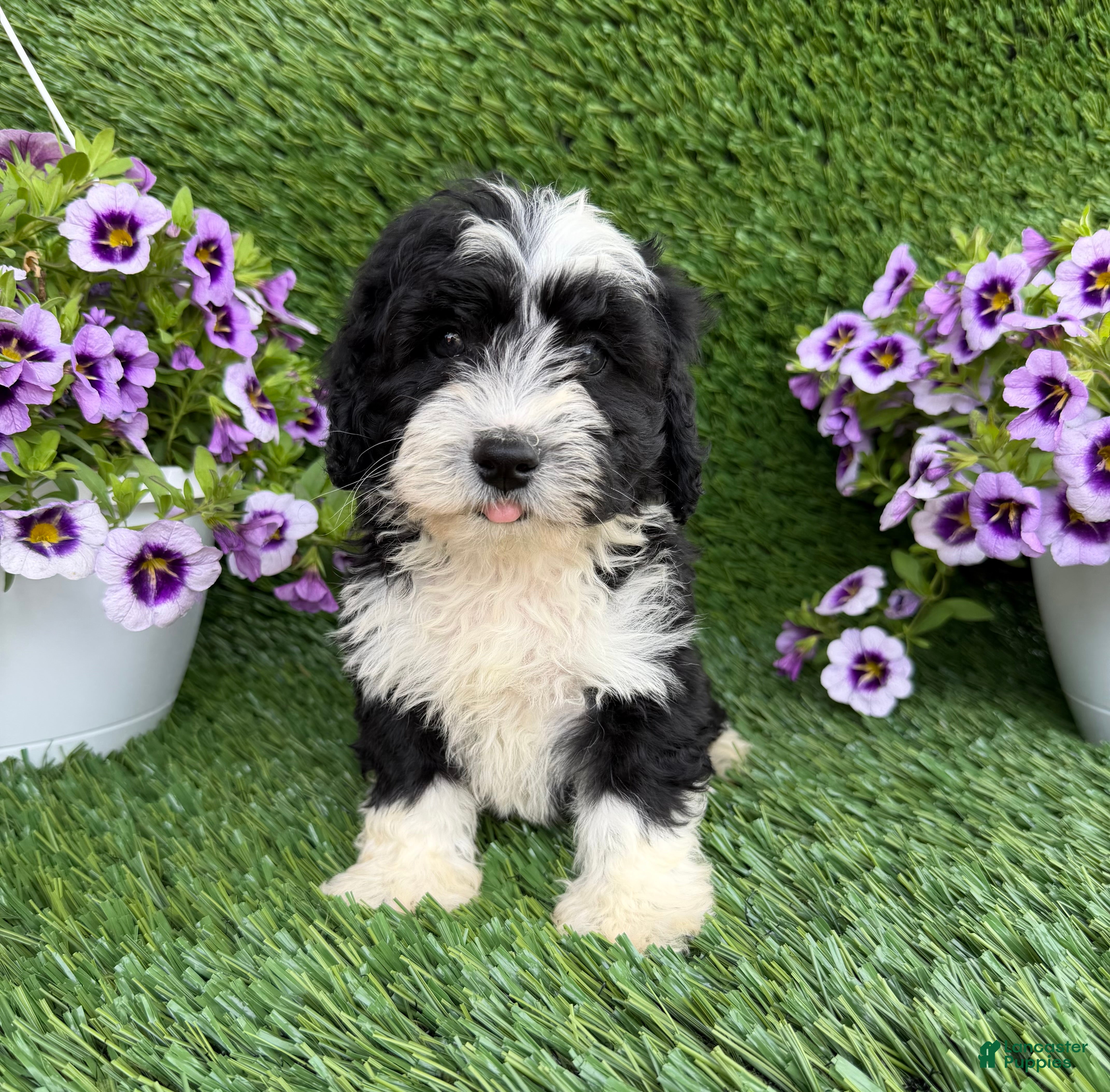 Mixed Breed dogs for sale: Benji - Ad 4