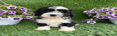 Benji