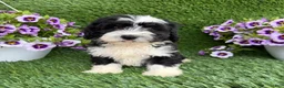 Mixed Breed dogs for sale: Benji - Ad 1