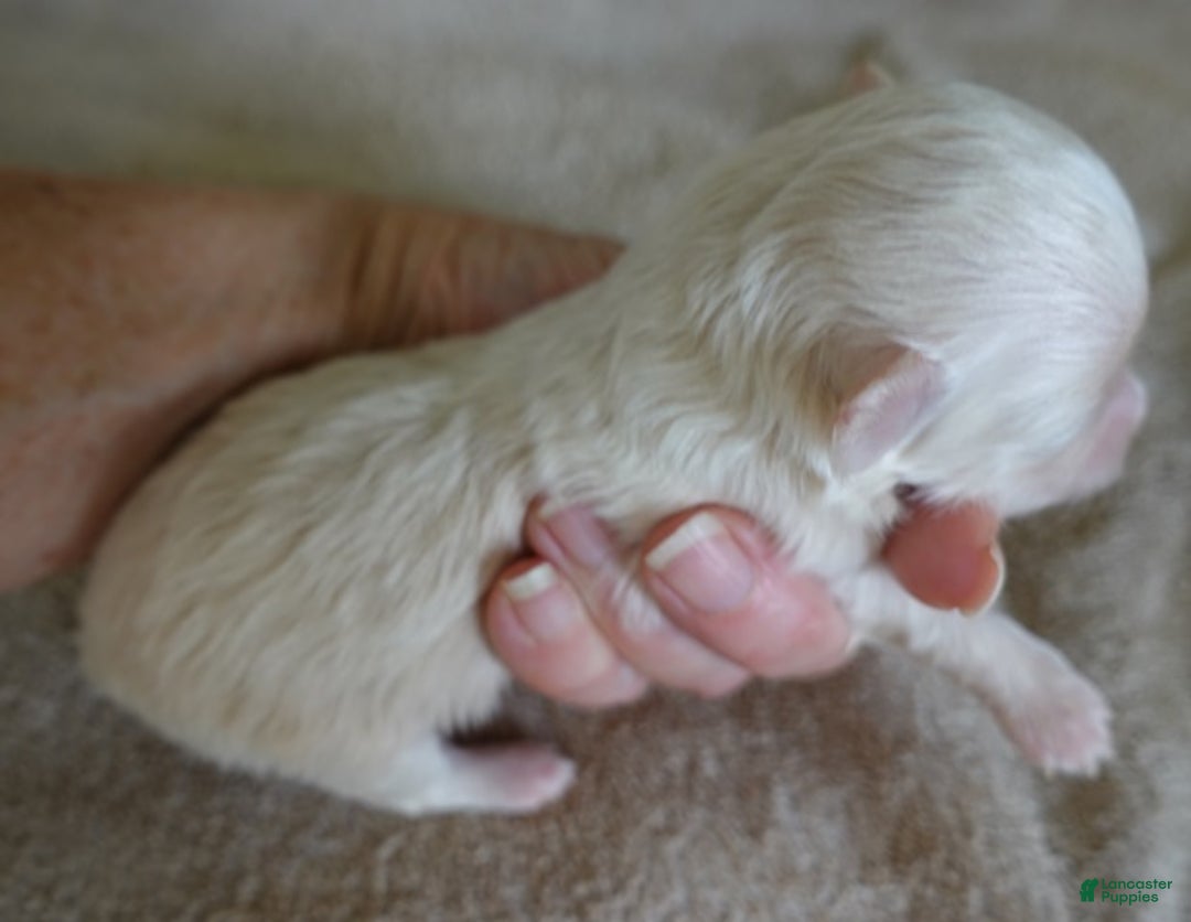 Maltipoo dogs for sale: Genevieve - Ad 5