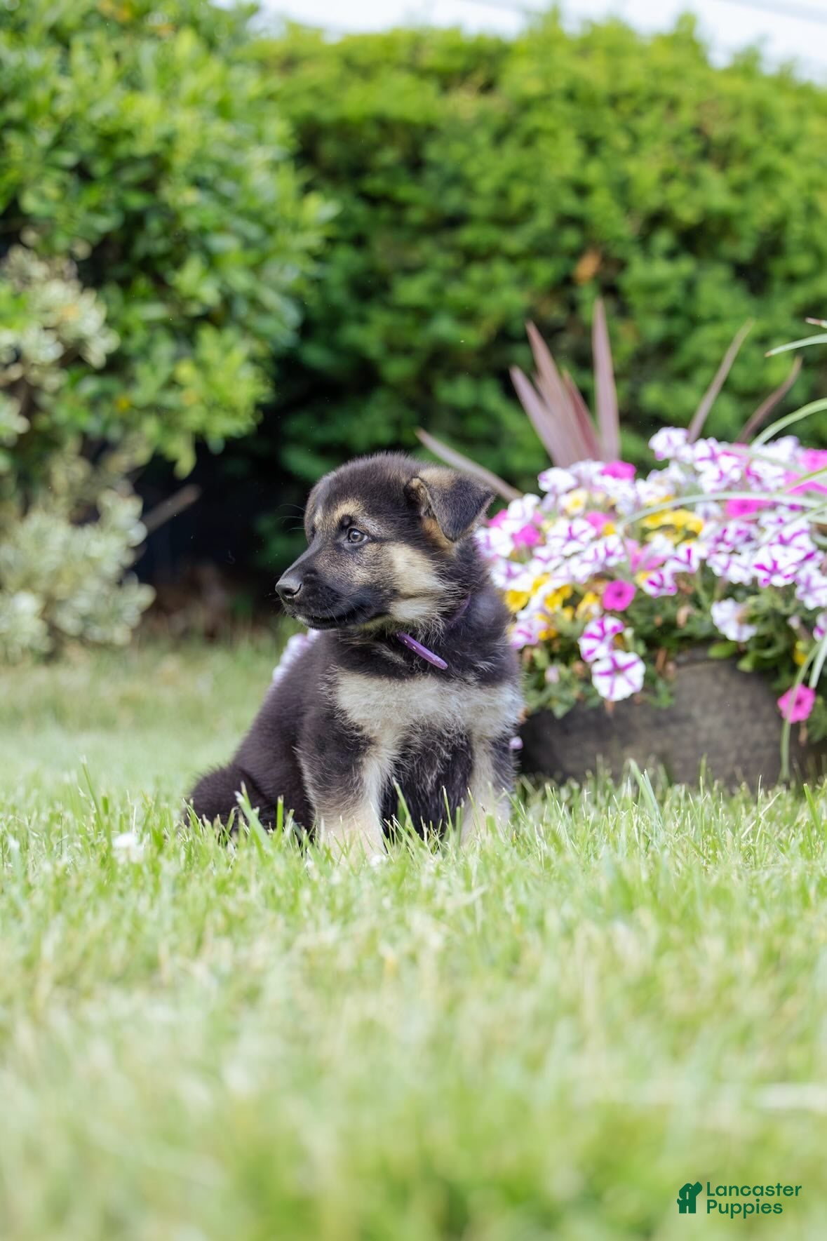 German Shepherd dogs Ranger - Ad 2