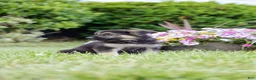 German Shepherd dogs for sale: Ranger - Ad 2