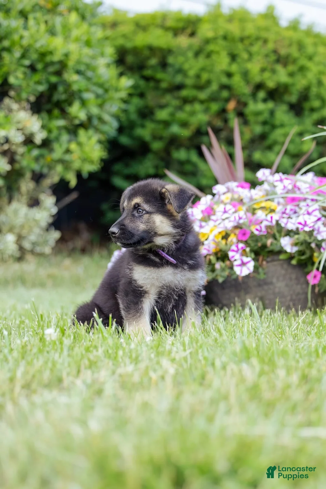 German Shepherd dogs for sale: Ranger - Ad 2