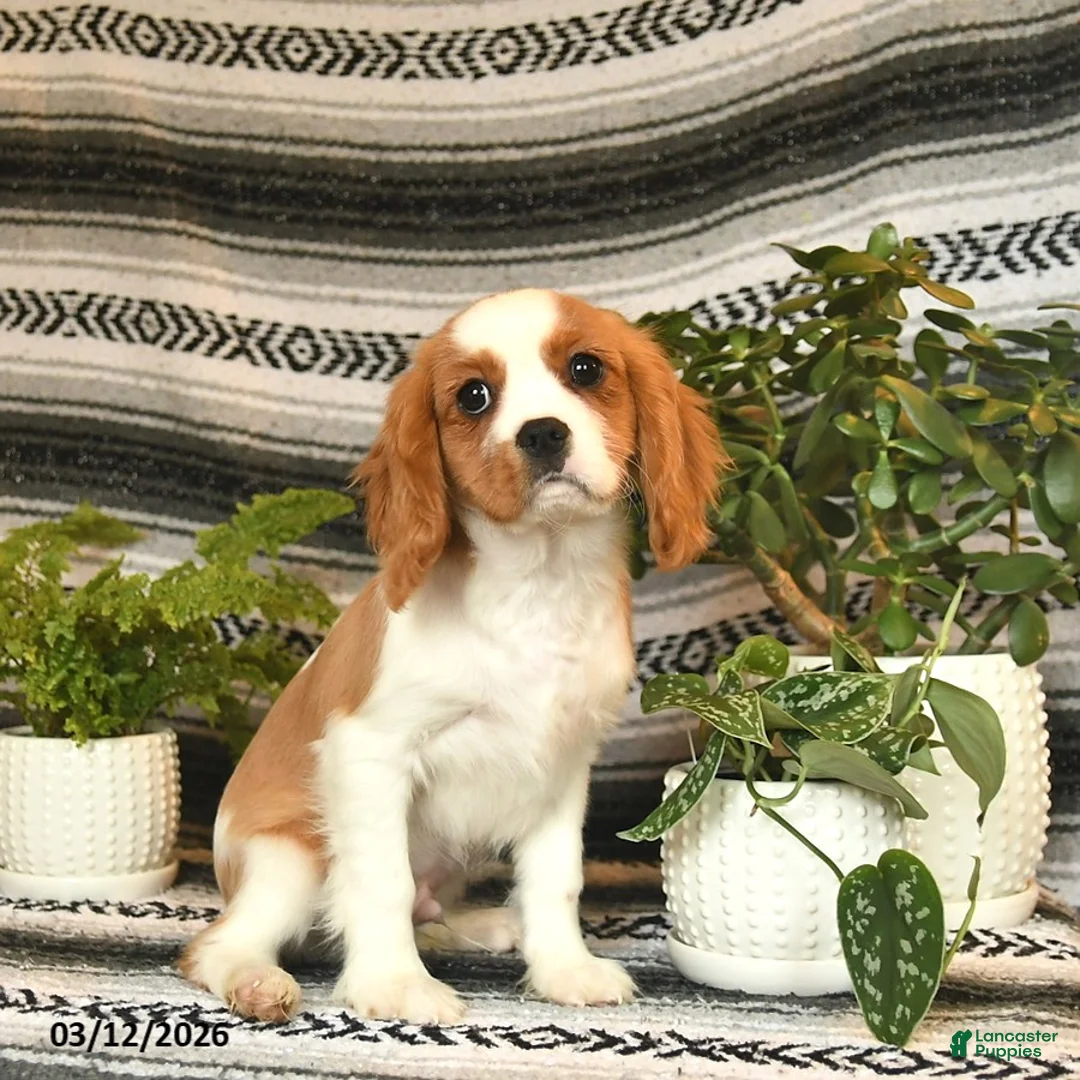 Cavalier King Charles Spaniel dogs for sale: Charmer - Ad 1